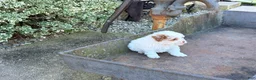 Toy Poodle dogs for sale: Gracie - Ad 2
