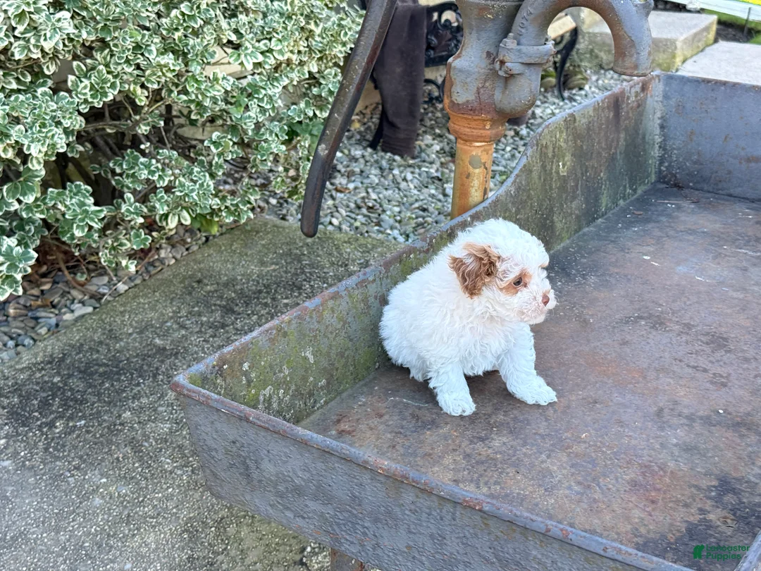 Toy Poodle dogs for sale: Gracie - Ad 2