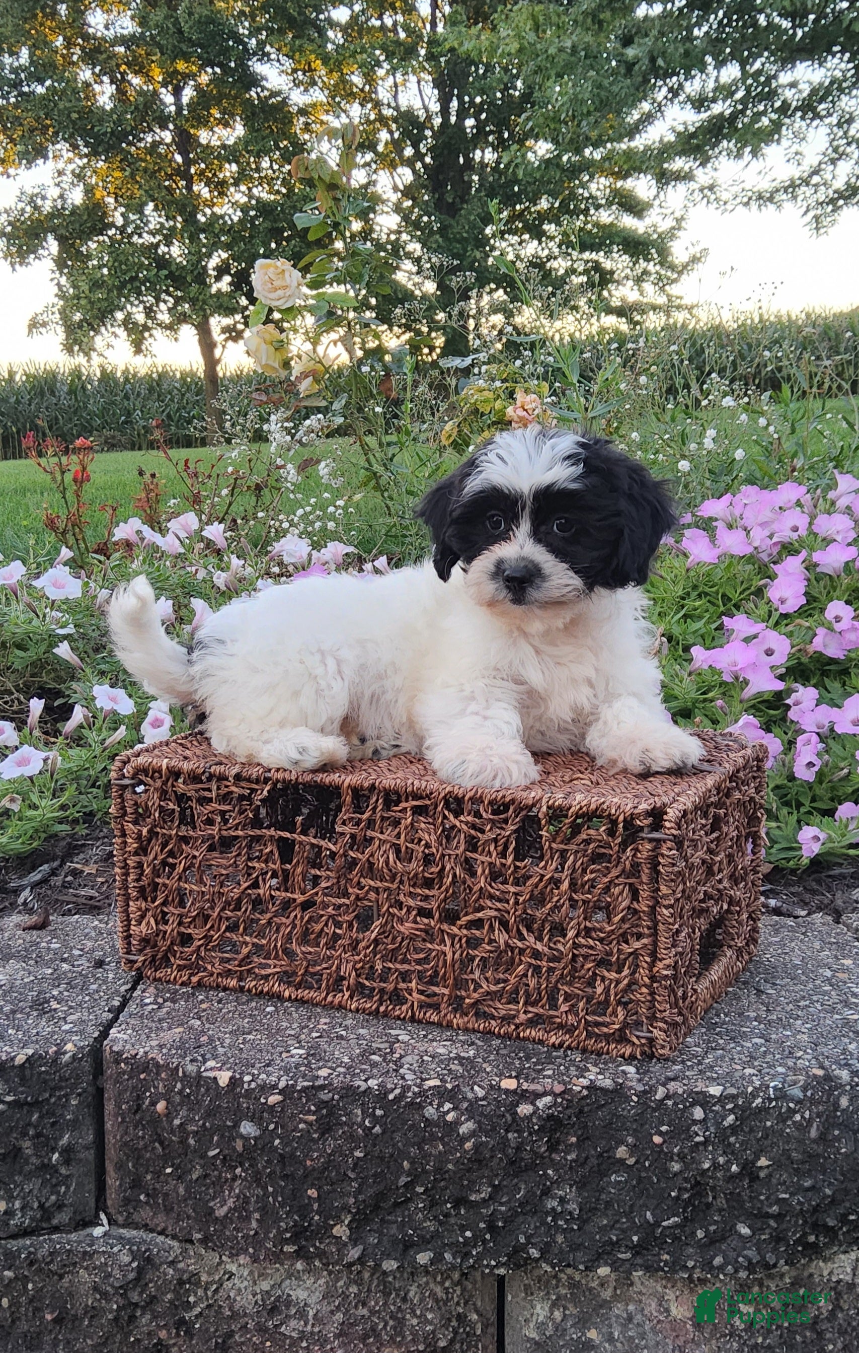 Teddy Bear dogs Dakota - Ad 2