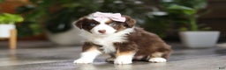 Miniature Australian Shepherd dogs for sale: Mocca - Ad 4