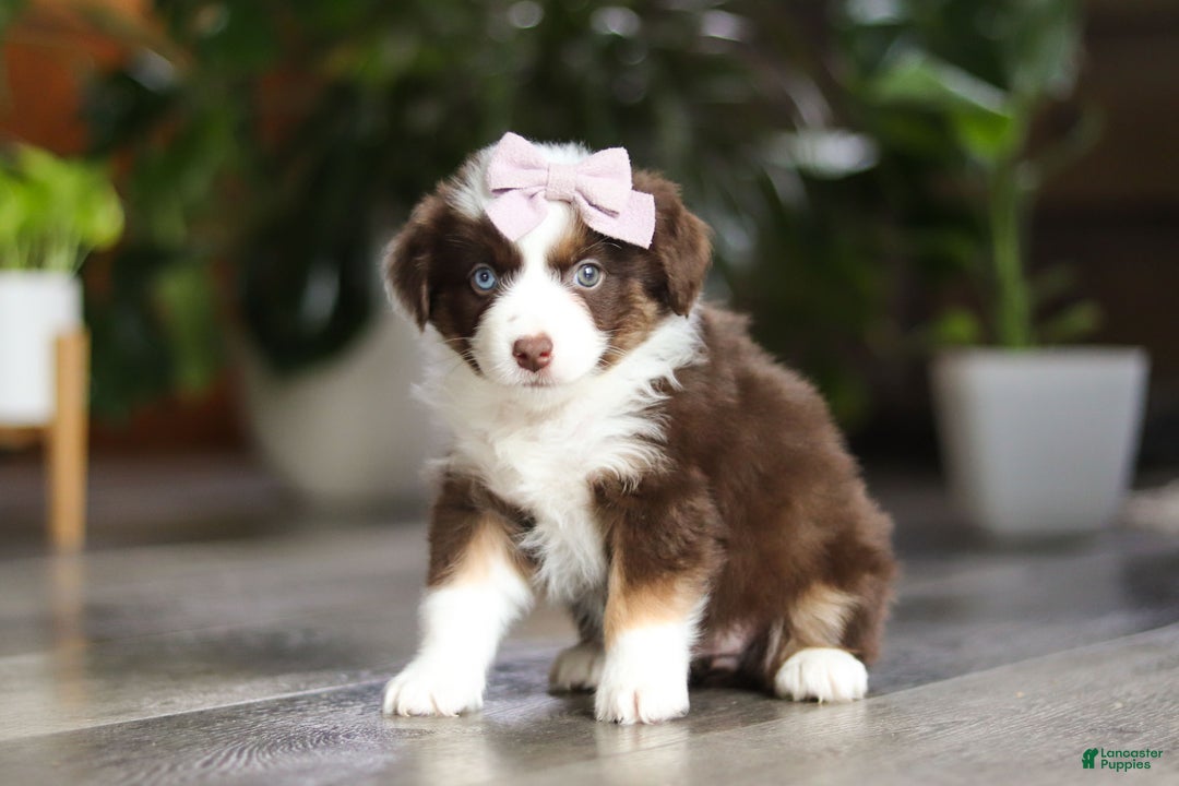 Miniature Australian Shepherd dogs for sale: Mocca - Ad 4