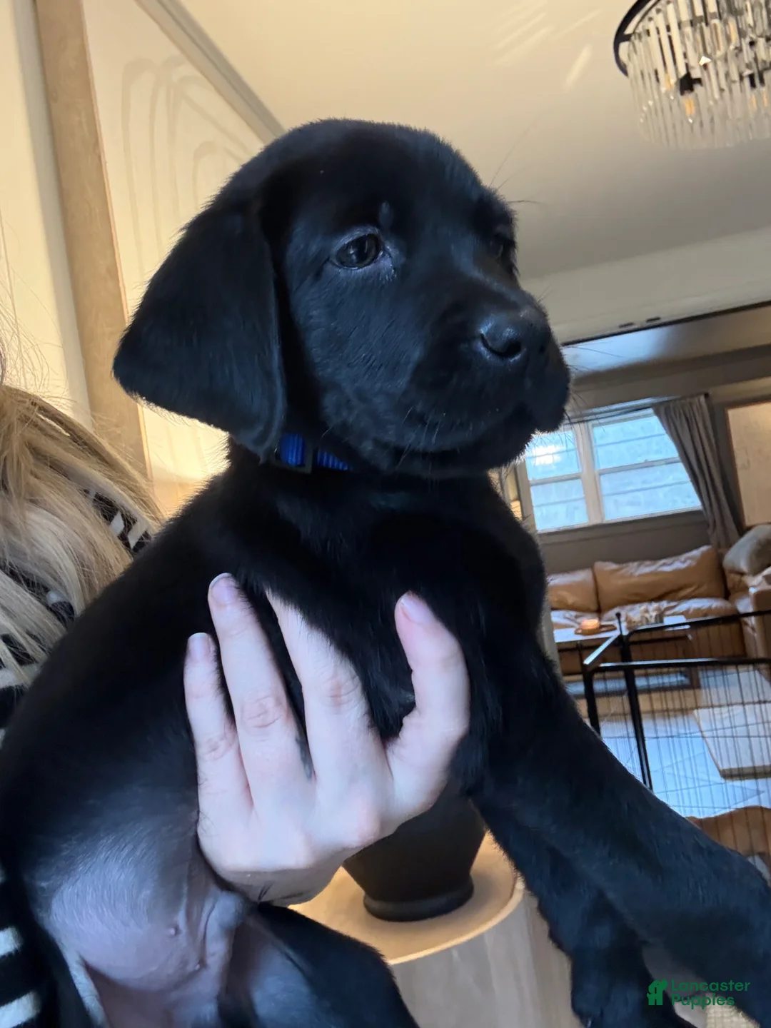 Labrador Retriever dogs for sale: Blue Collar Male - Ad 2