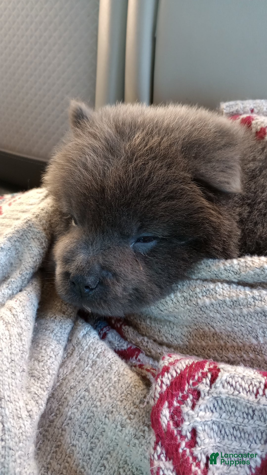 Chow Chow dogs for sale: Belle - Ad 7