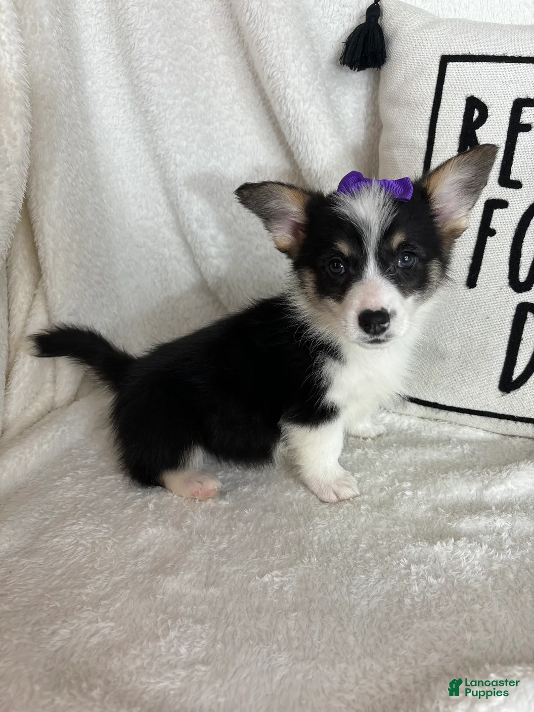 Welsh Corgi Pembroke dogs for sale: Chloe - Ad 2