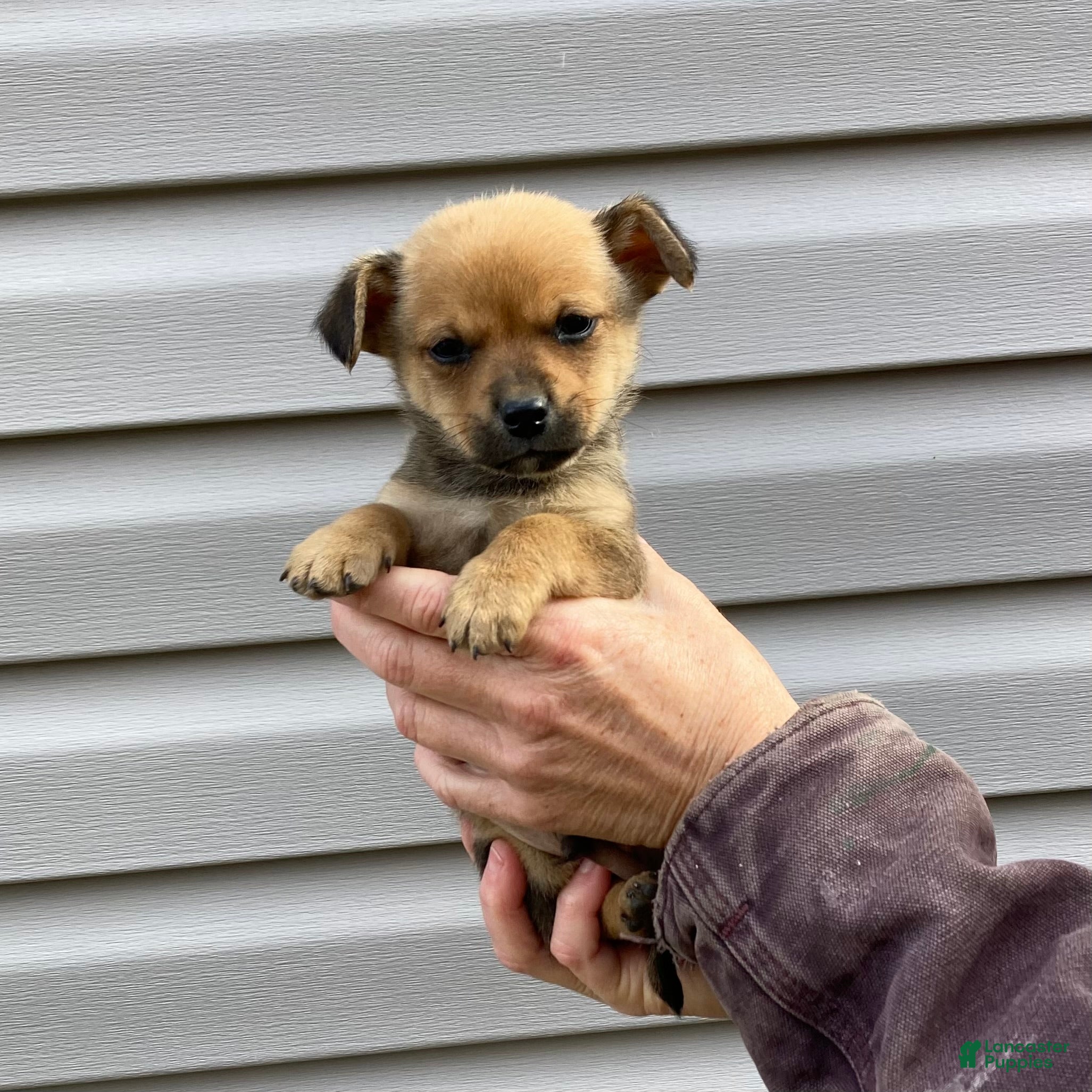 Chihuahua dogs Brody - Ad 18