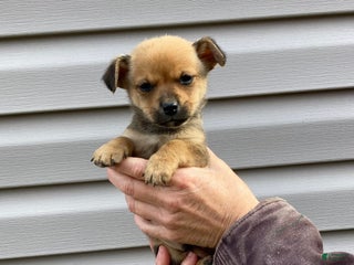 Chihuahua dogs Brody - Ad 8