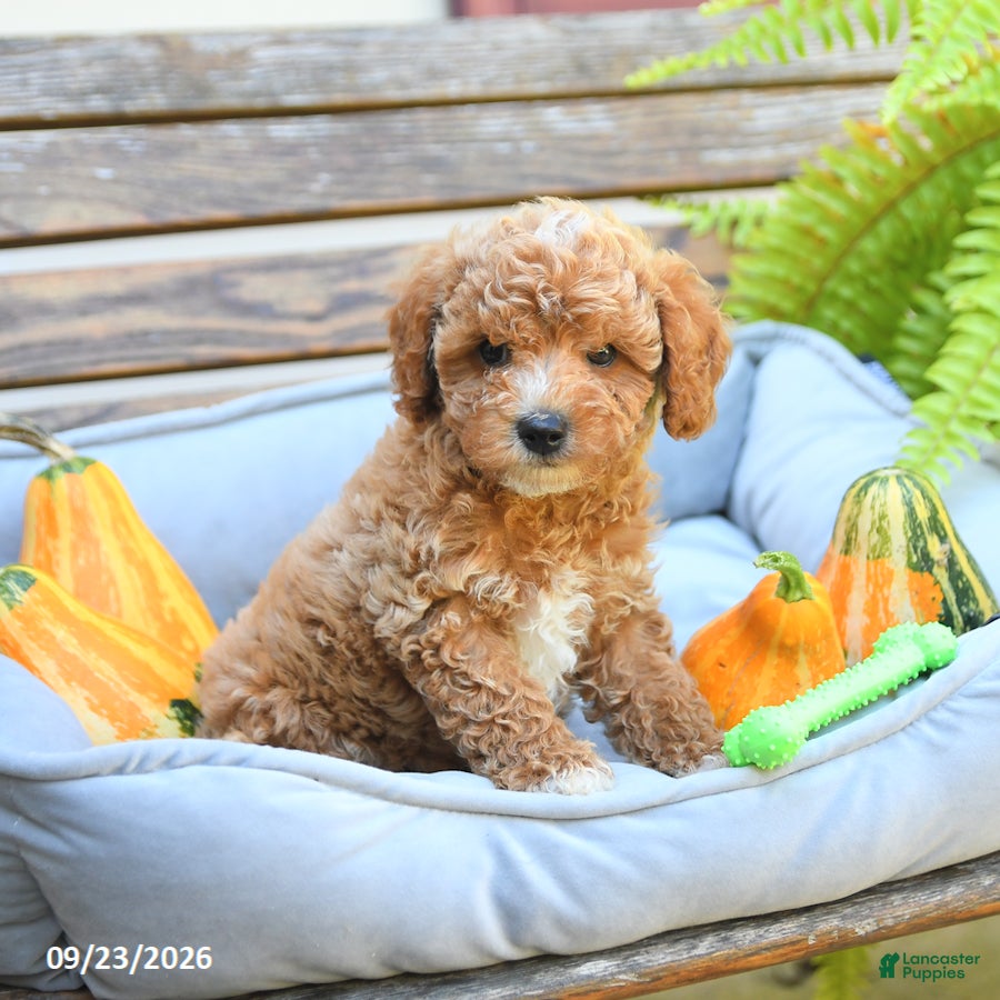 Cavapoo dogs Wellington - Ad 2