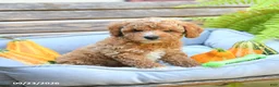 Cavapoo dogs for sale: Wellington - Ad 2