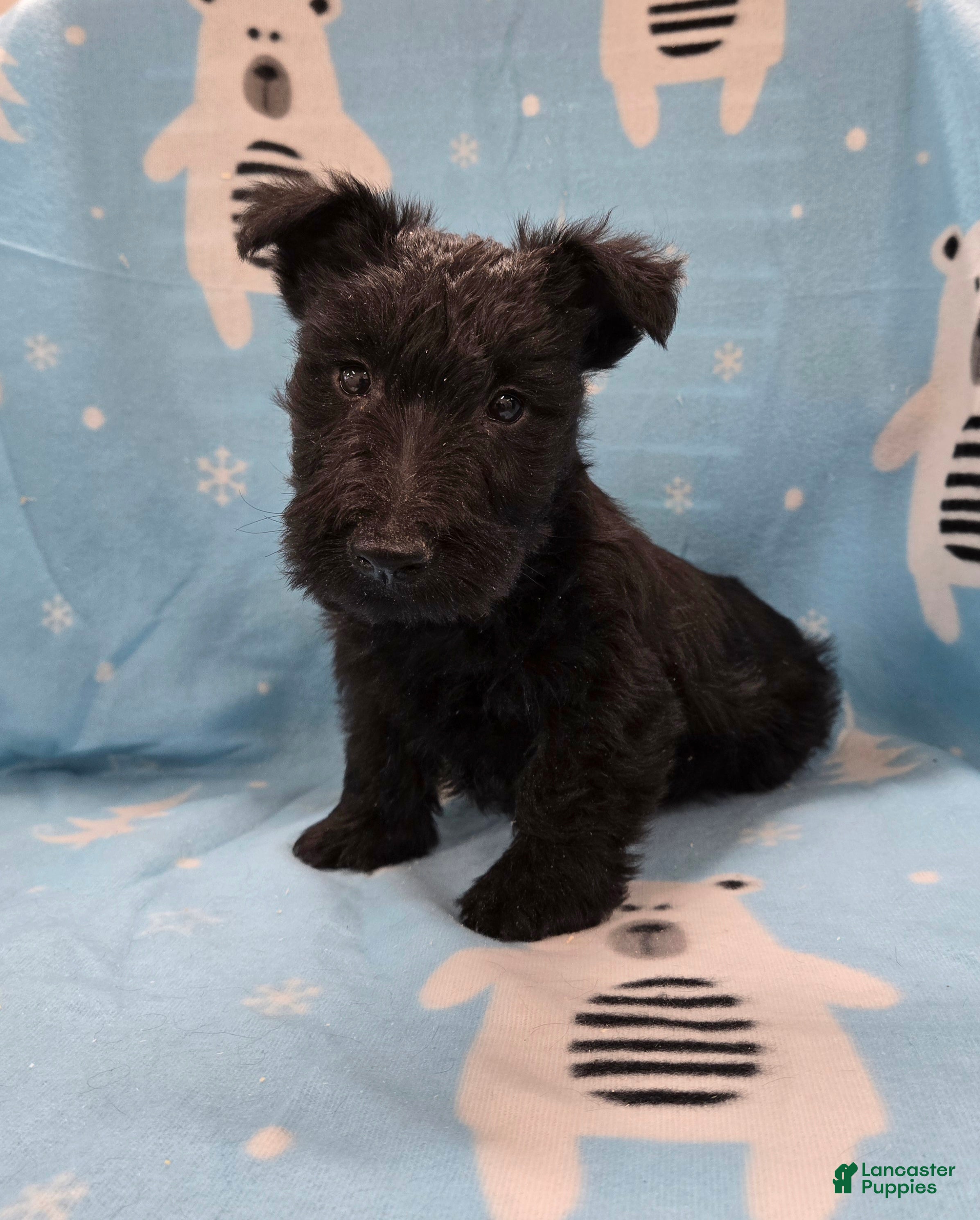 Scottish Terrier dogs Murrey - Ad 1