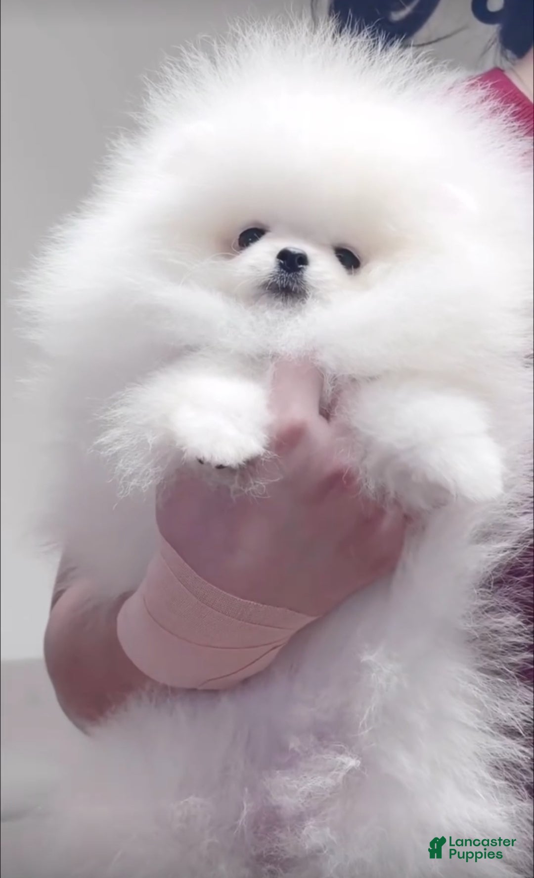 Pomeranian dogs Pomeranian Puppy 1 - Ad 7