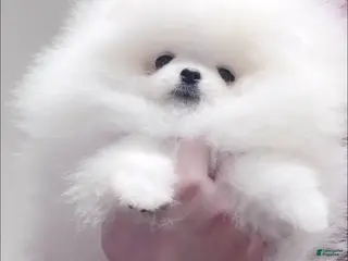 Pomeranian dogs Pomeranian Puppy 1 - Ad 9