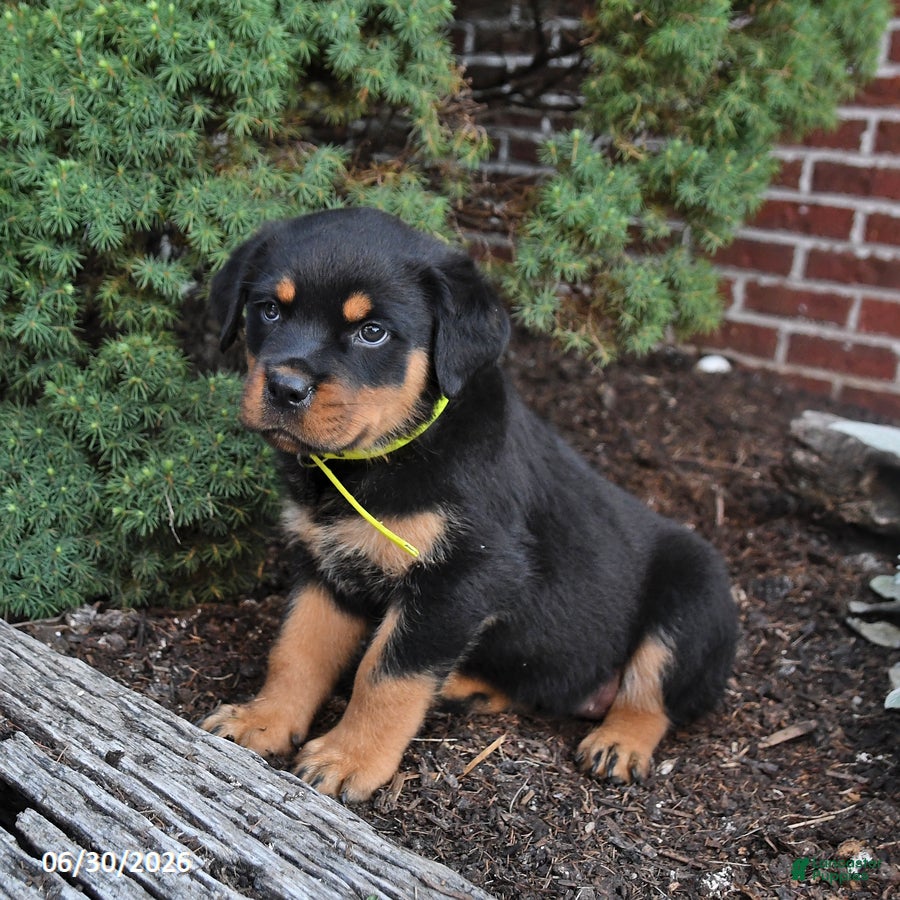 Rottweiler dogs Brownie - Ad 2