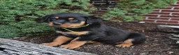 Rottweiler dogs for sale: Brownie - Ad 2