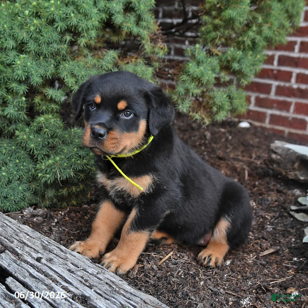 Rottweiler dogs for sale: Brownie - Ad 2