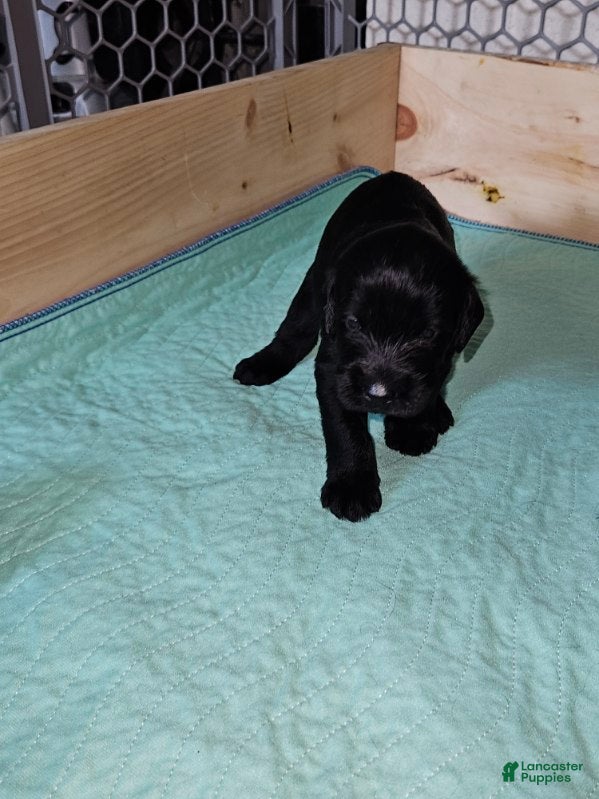 Giant Schnauzer dogs Giant Schnauzer Puppy 1 - Ad 3