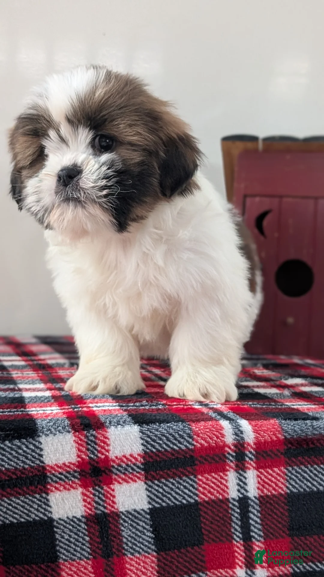 Shih Tzu dogs for sale: Carter  - Ad 5