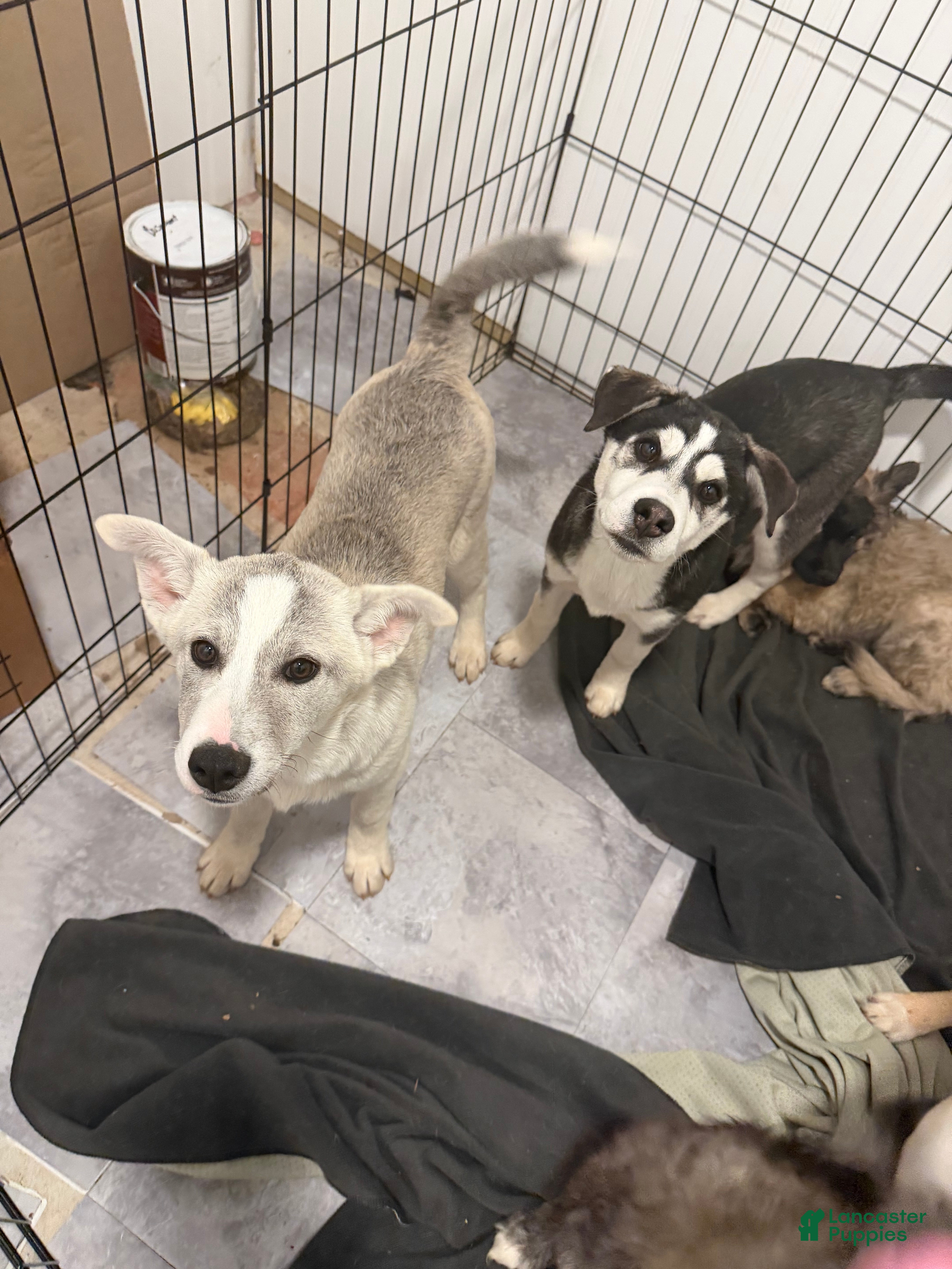 Mixed Breed dogs Silver Bells - Ad 3