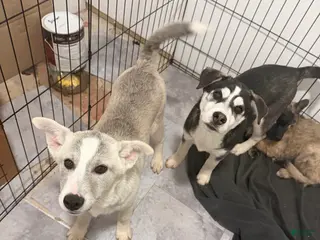 Mixed Breed dogs Silver Bells - Ad 4