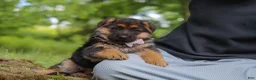 German Shepherd dogs for sale: German Shepherd 2 - Ad 6