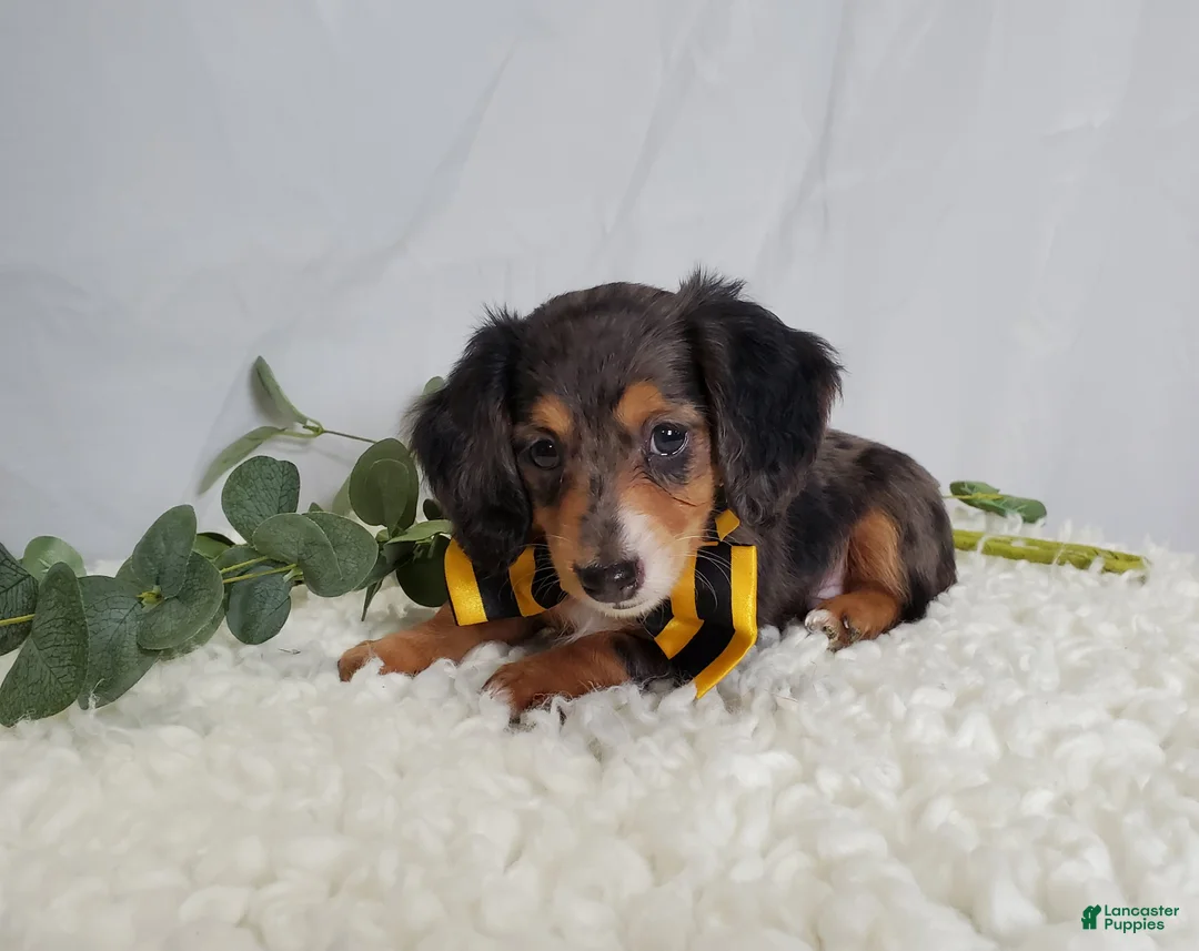 Miniature Dachshund dogs for sale: Kody - Ad 2