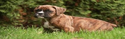 Boxer dogs for sale: Flint - Ad 1