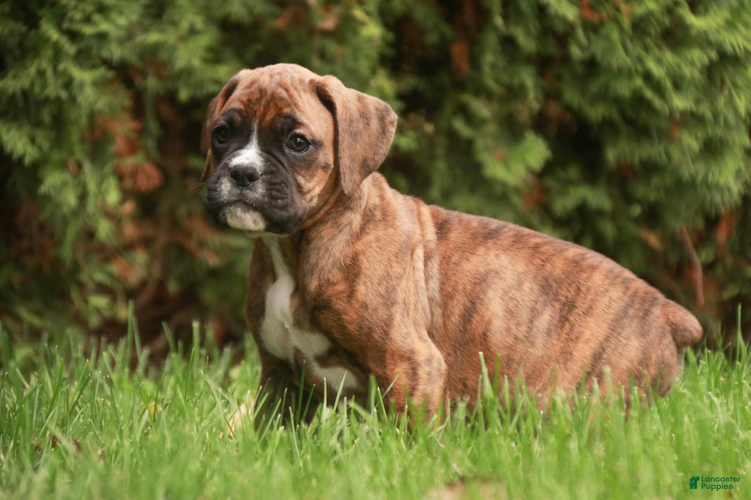 Boxer dogs for sale: Flint - Ad 1