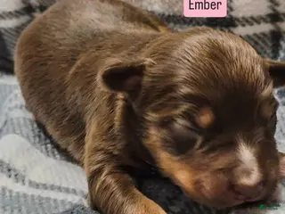 Australian Shepherd dogs for sale: Ember - Ad 1