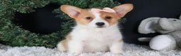 Welsh Corgi Pembroke dogs for sale: Iris - Ad 2