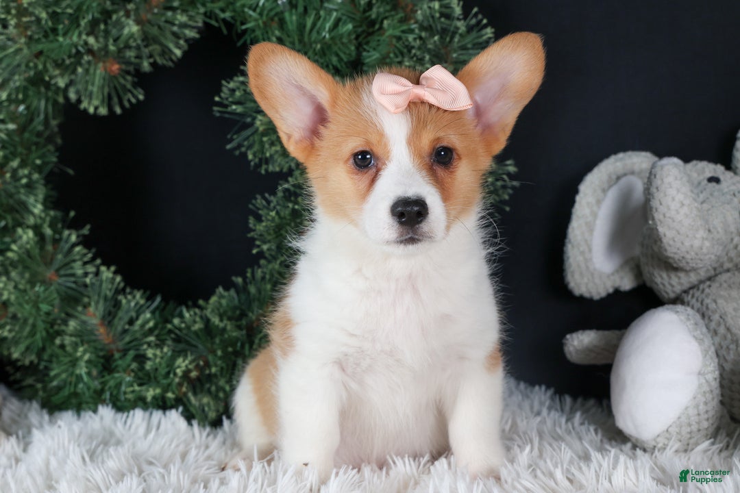 Welsh Corgi Pembroke dogs for sale: Iris - Ad 2
