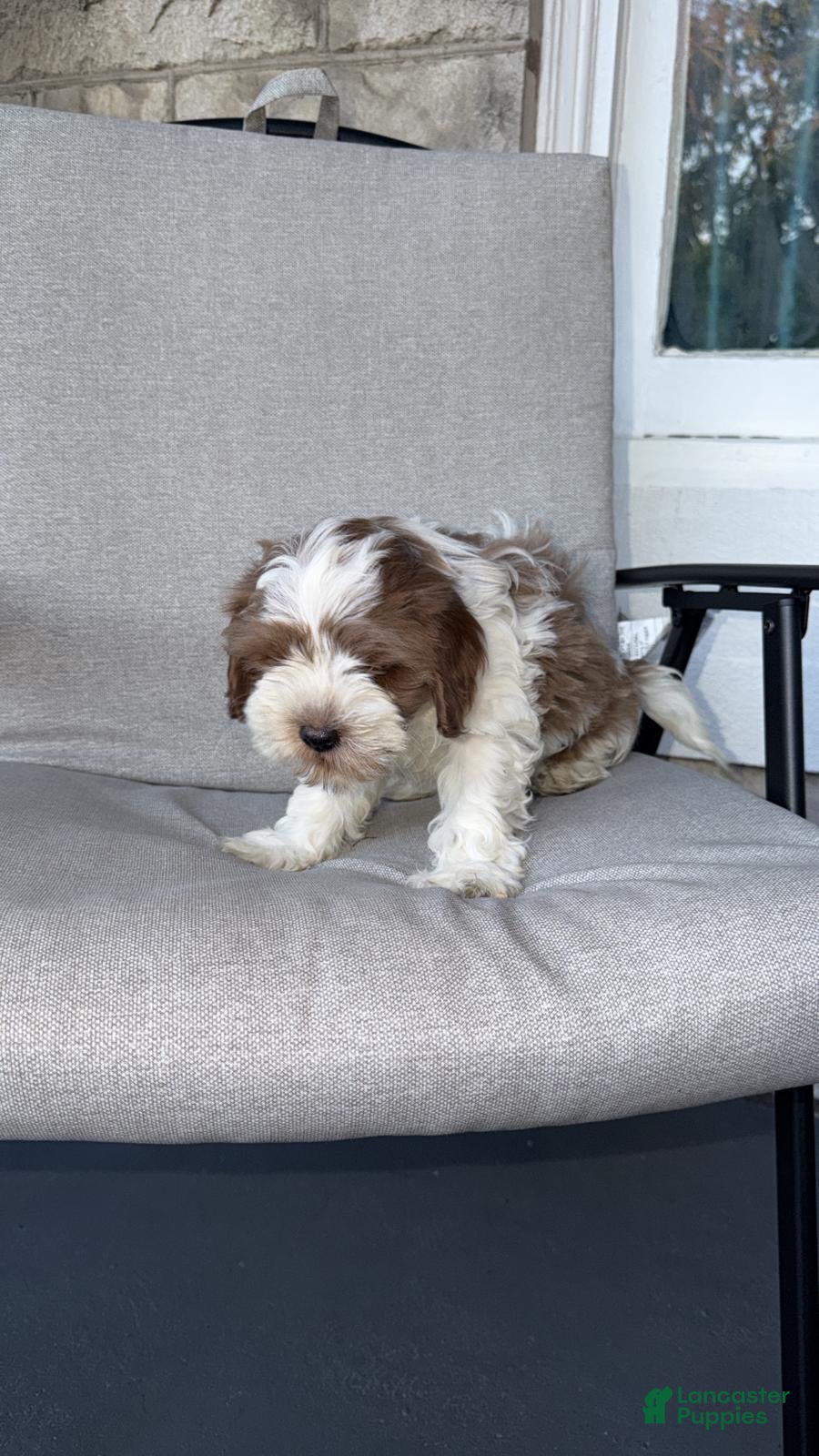 Mixed Breed dogs Mixed Breed 2 - Ad 30