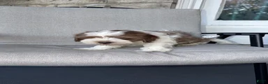 Mixed Breed 2