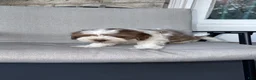 Mixed Breed dogs for sale: Mixed Breed 2 - Ad 1