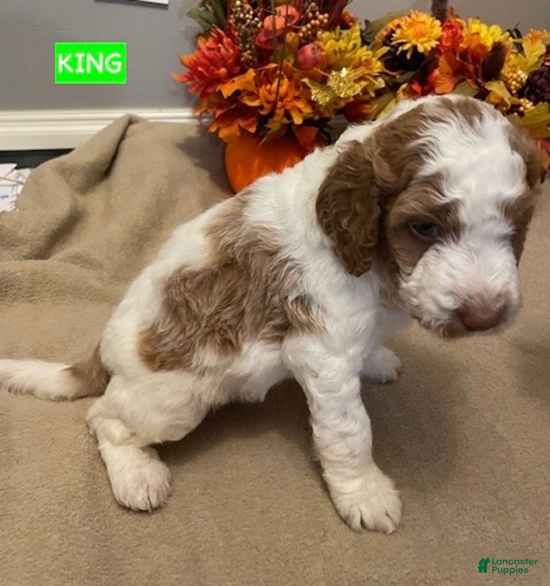 Miniature Labradoodle dogs for sale: Labradoodle Puppy 3 - Ad 4