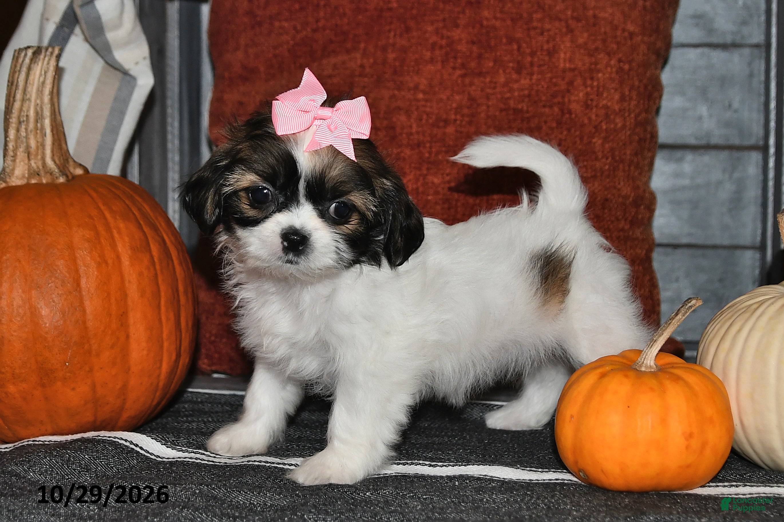 Shih Tzu dogs for sale: Zoey - Ad 1