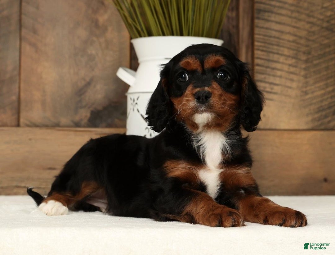 Cavapoo dogs for sale: Chloe - Ad 9