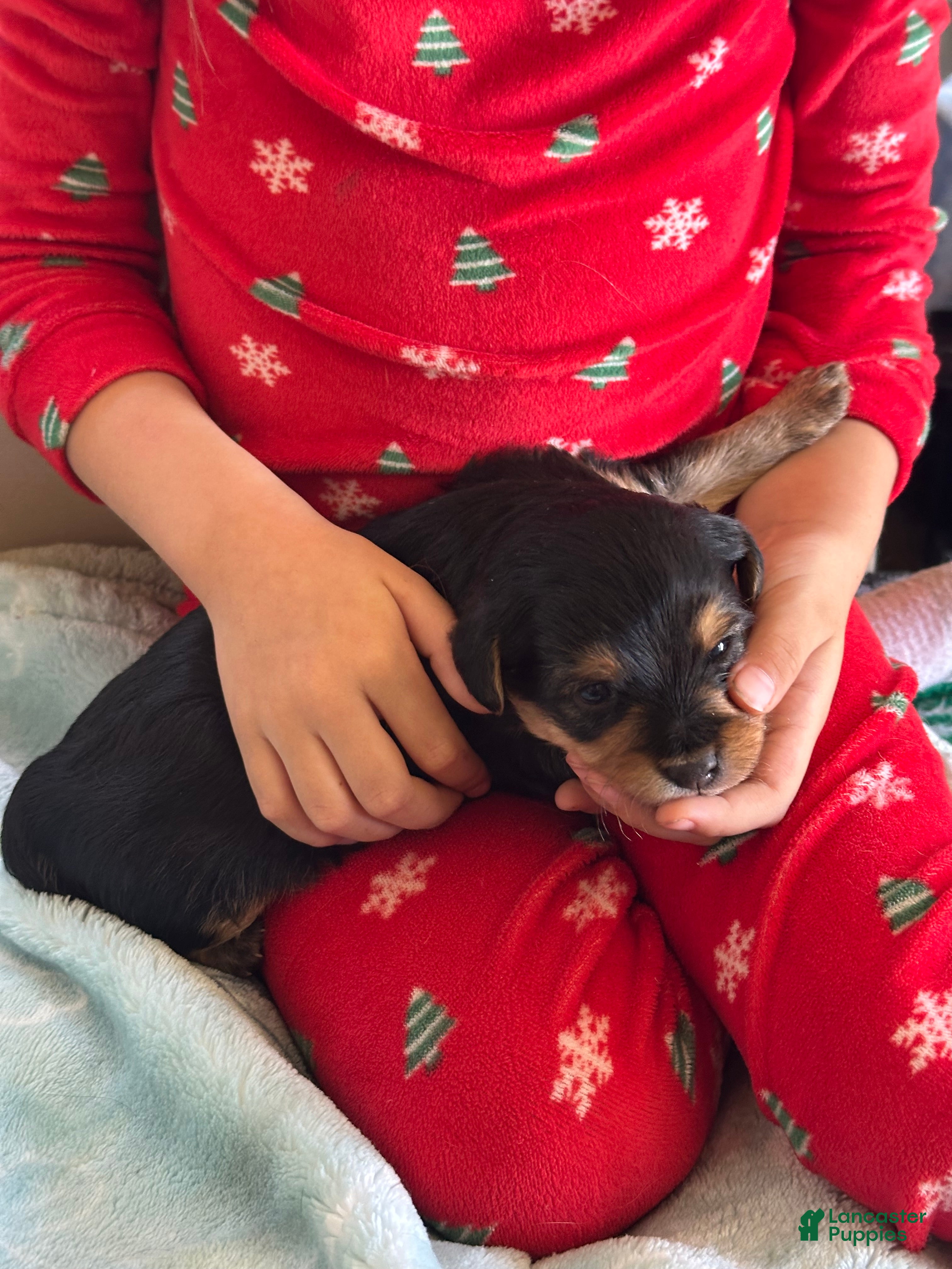 Mixed Breed dogs Mixed Breed Puppy 3 - Ad 1