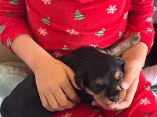 Mixed Breed dogs for sale: Mixed Breed Puppy 3 - Ad 2