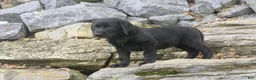 Labrador Retriever dogs for sale: Sally Labrador Retriever  - Ad 17