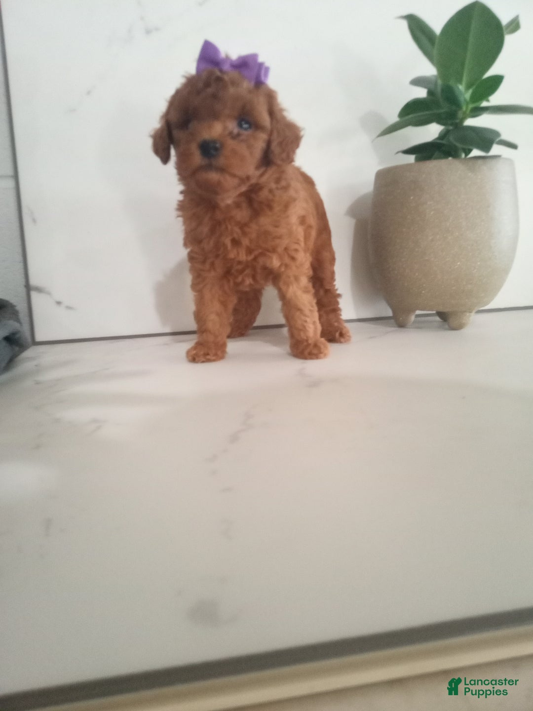 Miniature Poodle dogs for sale: Parker  - Ad 3
