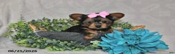 Yorkshire Terrier dogs for sale: Brielle - Ad 5