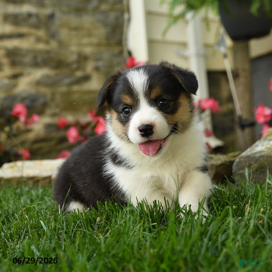 Welsh Corgi Pembroke dogs Misty - Ad 2