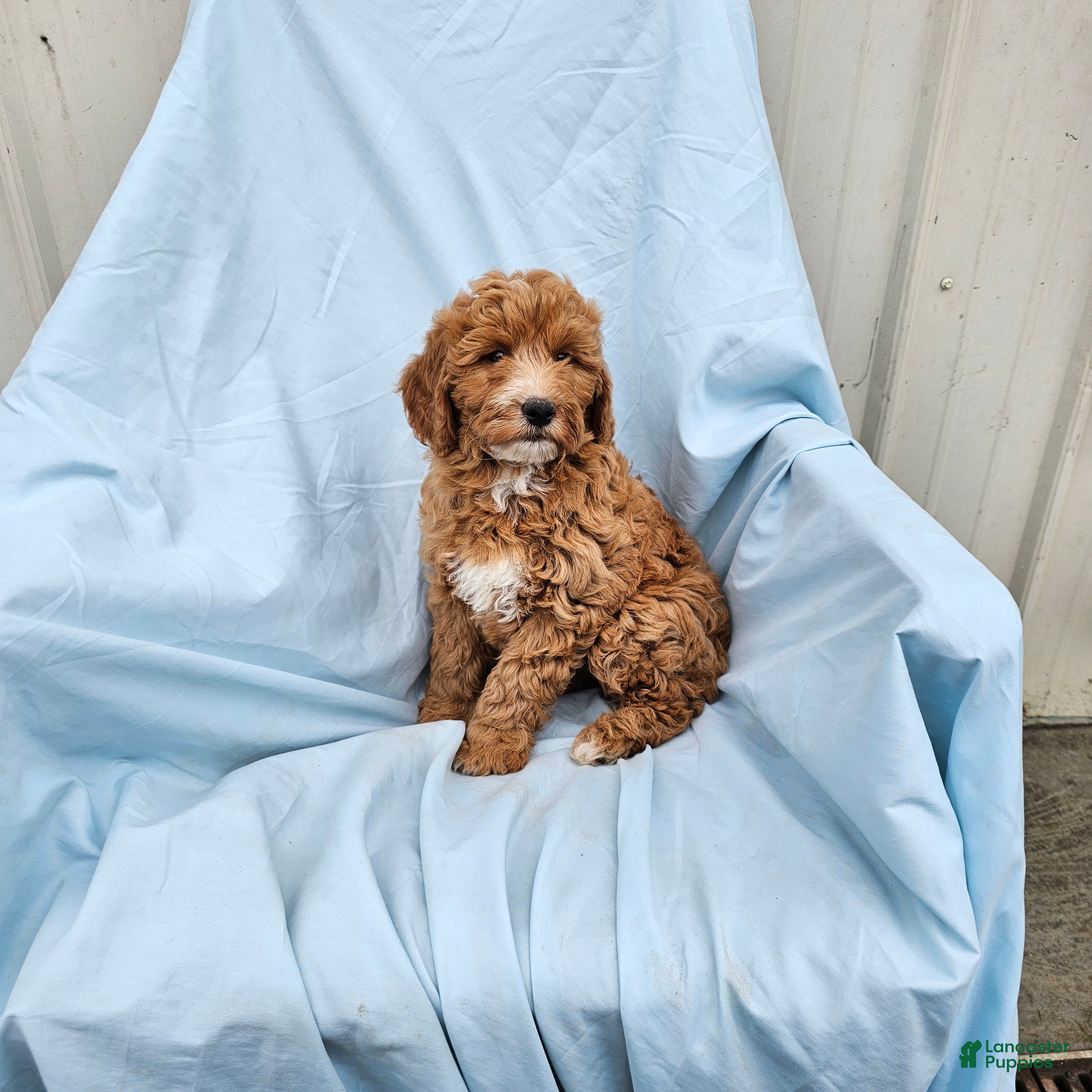 Mini Goldendoodle dogs Reba - Ad 2