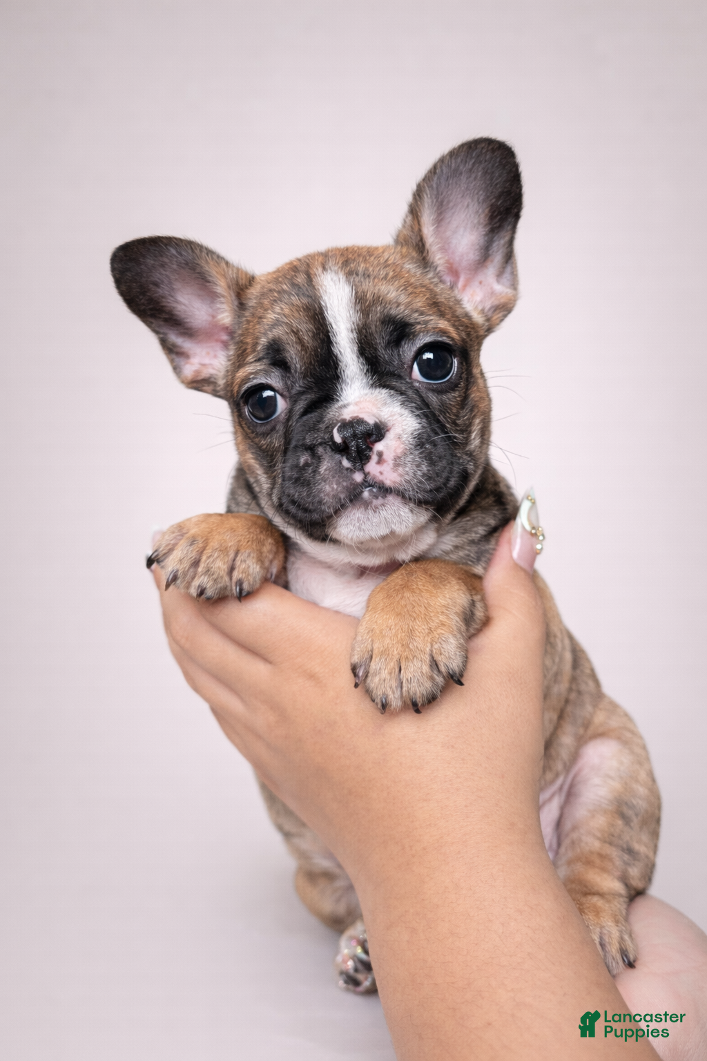 French Bulldog dogs Lola - Ad 34