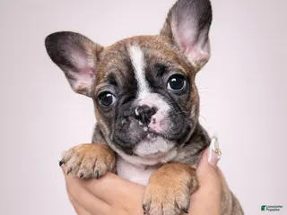 French Bulldog dogs Lola - Ad 34