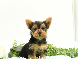 Yorkshire Terrier dogs - Ad 10