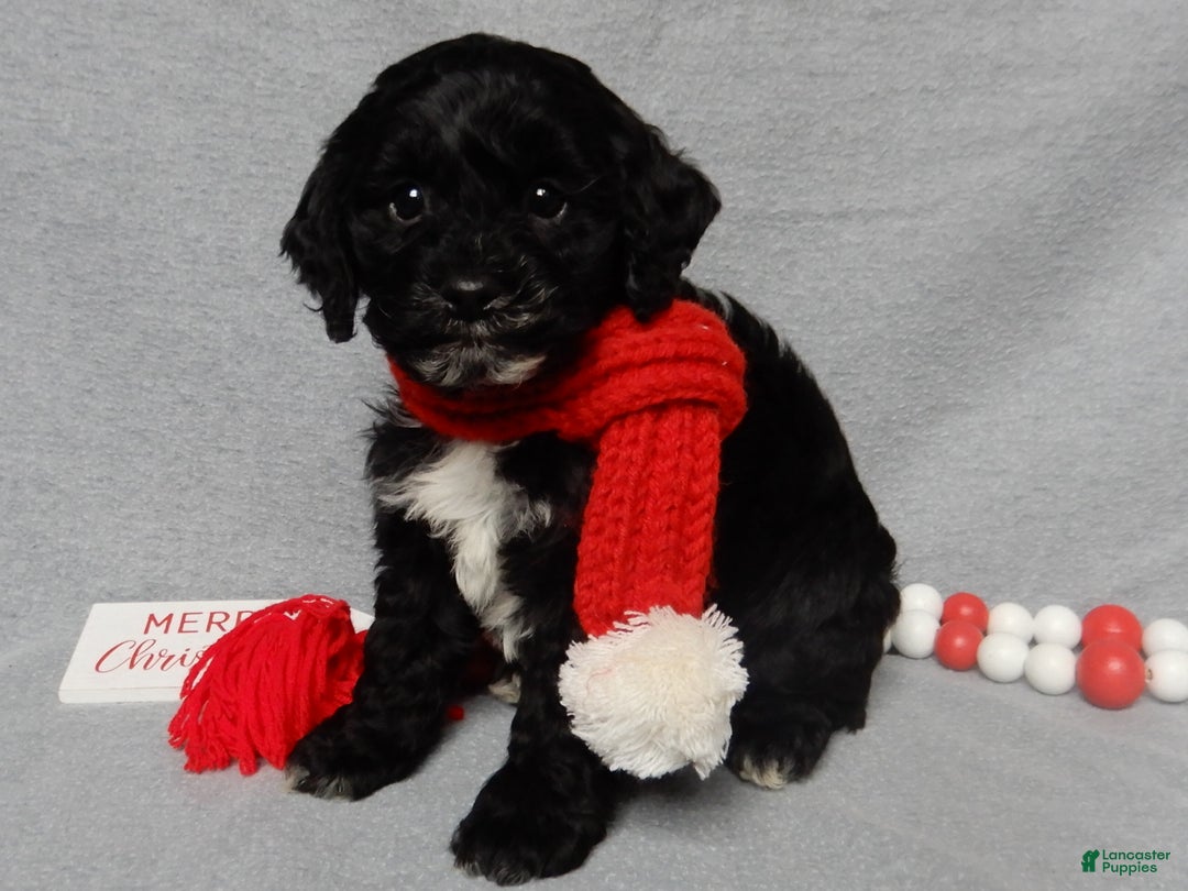 Cockapoo dogs for sale: Benny - Ad 7