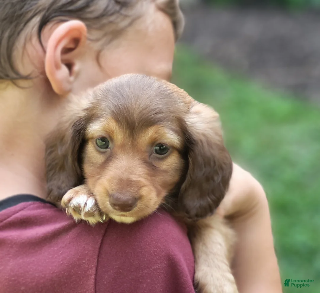 Dachshund dogs for sale: Willow  - Ad 11