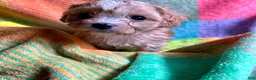 Cavapoo dogs for sale: Ruby - Ad 12