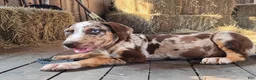 Catahoula Leopard Dog dogs for sale: MS 2026 Female 2 - Ad 3