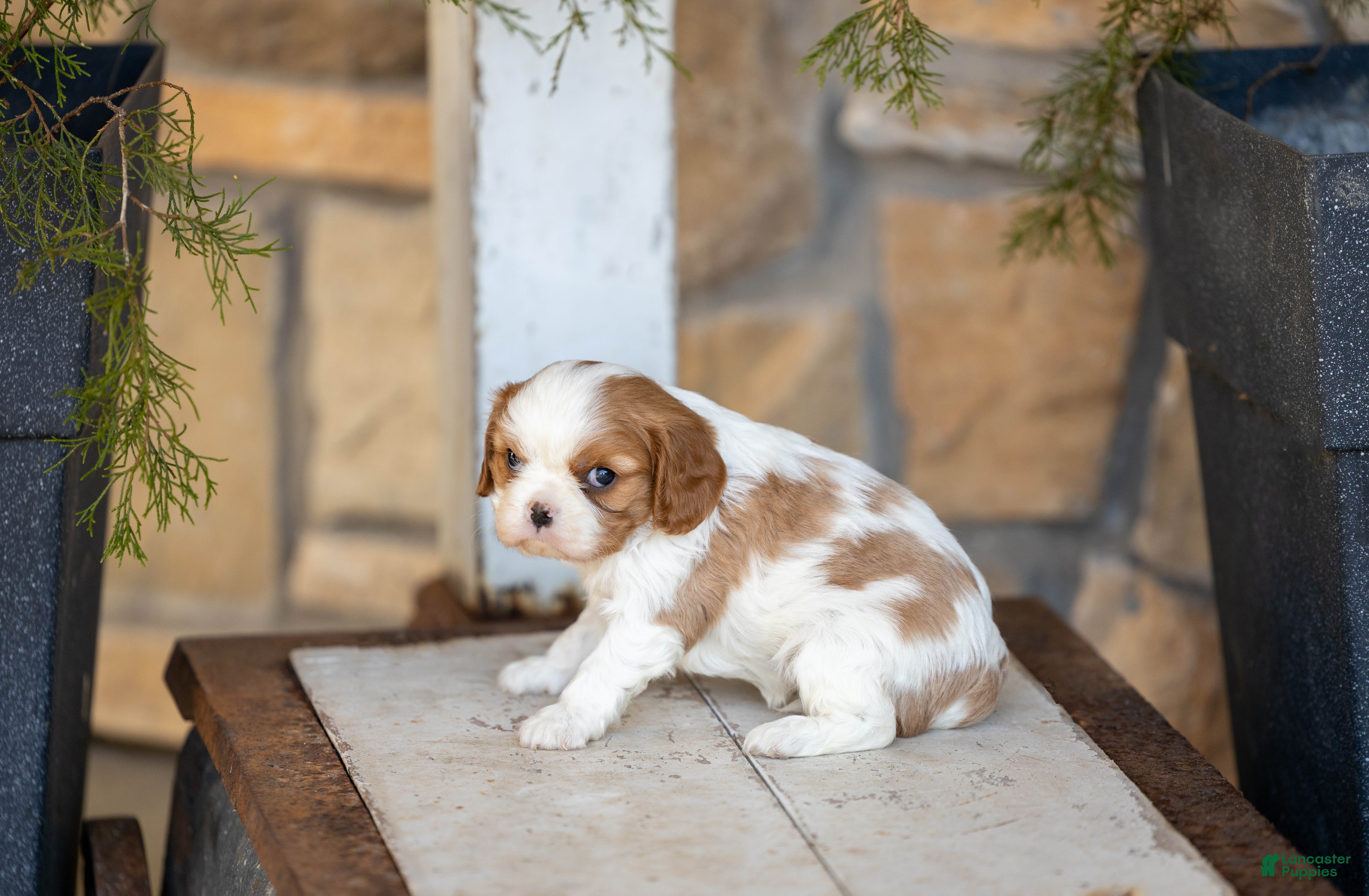 Cavalier King Charles Spaniel dogs AKC Wendy - Ad 31